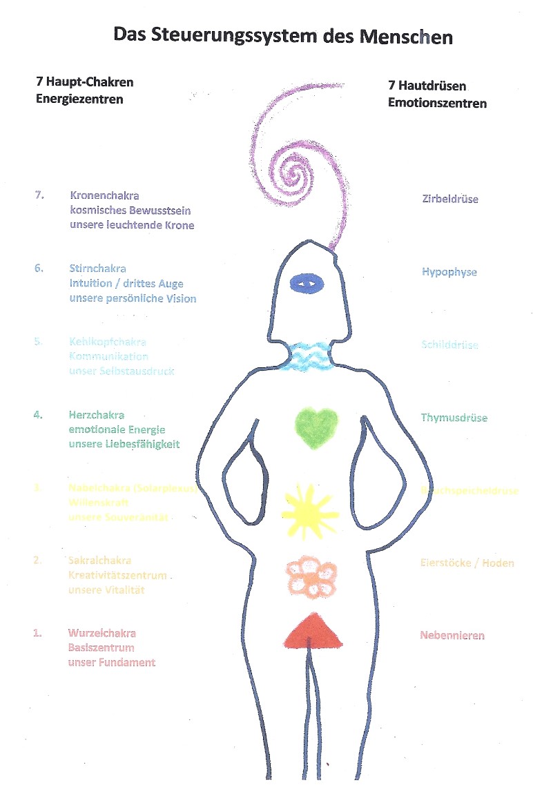 Darstellung des Zusammenhangs von Chakren und Hauptdrüsen des Menschen